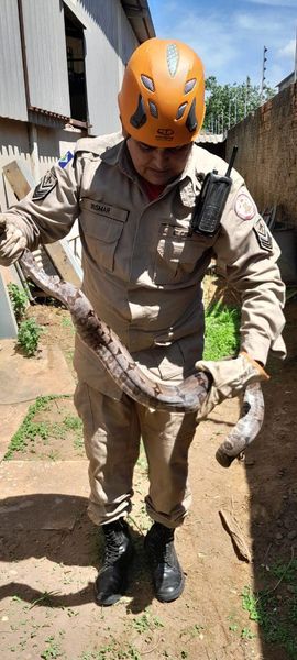 Bomy Araujo - Corpo de Bombeiros resgata serpente em área industrial de Primavera do Leste