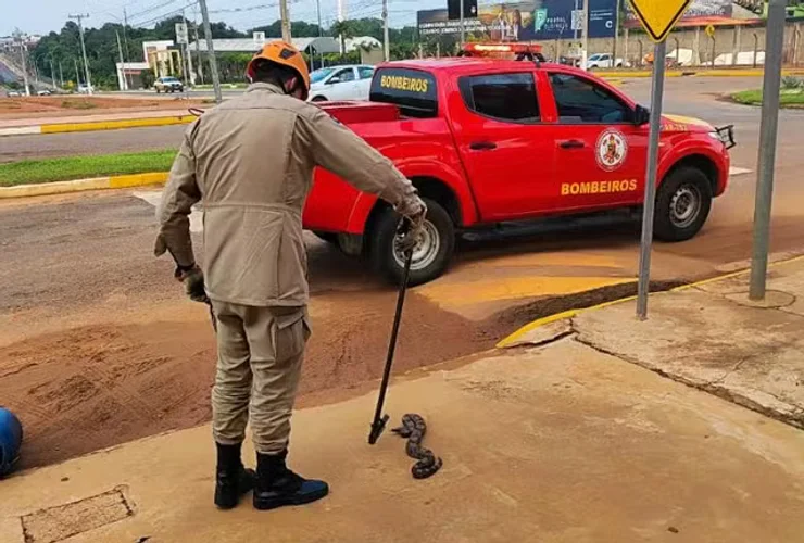 Cobras são capturadas após invadirem casa e carro em menos de 24 horas