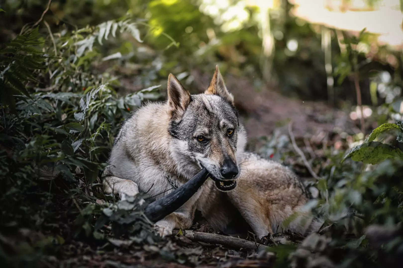 Conheça os beneficios dos mordedores na vida dos pets