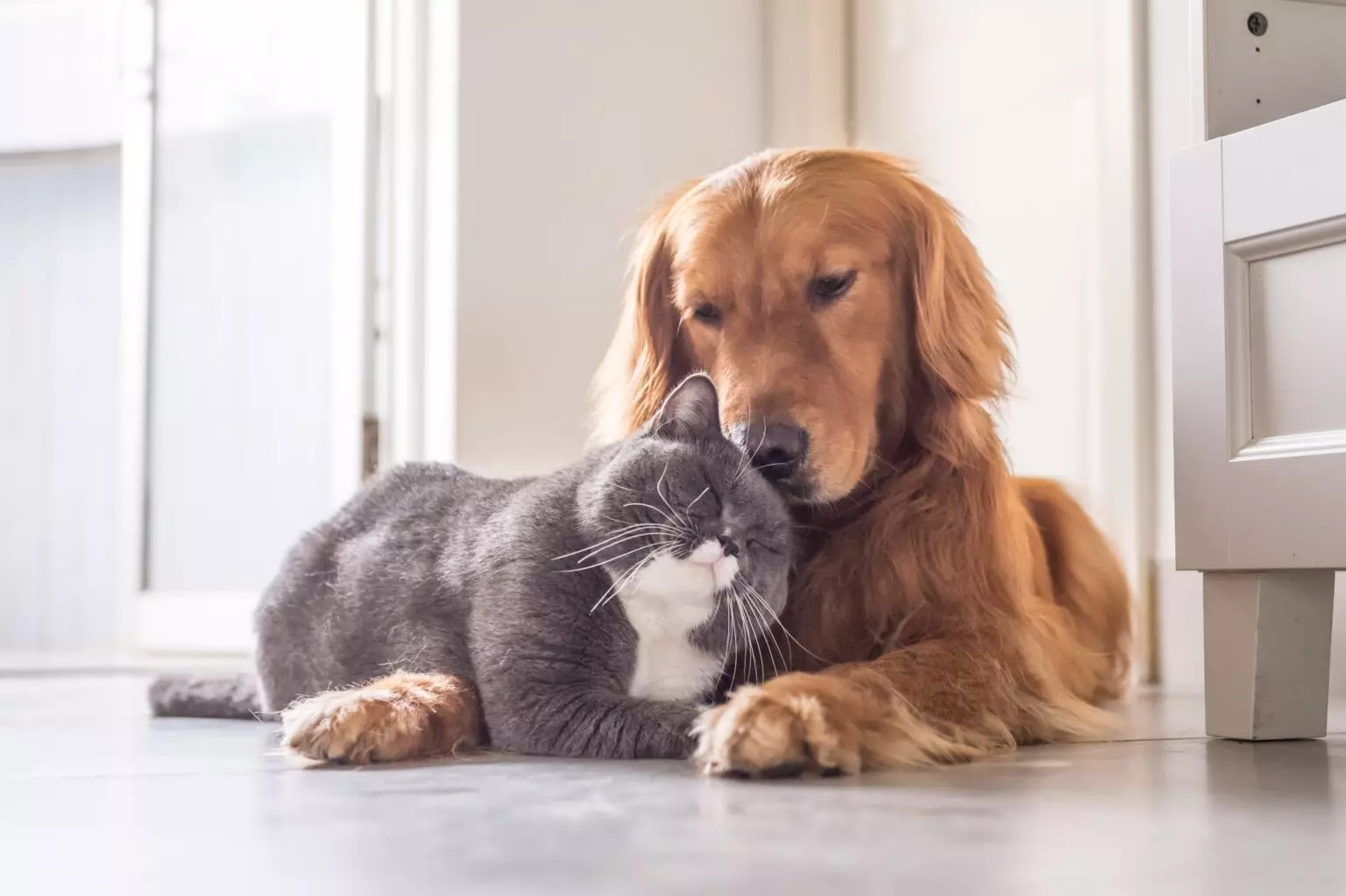 Pets: confira os cuidados que você precisa ter com o seu bichinho de estimação