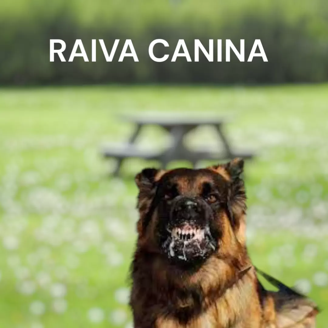 A RAIVA CANINA -  SAIBA MAIS