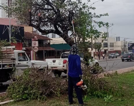 Nota da Prefeitura de Barreiras sobre poda radical efetuada em alguns pés de Pata-de-Vaca em avenidas da cidade