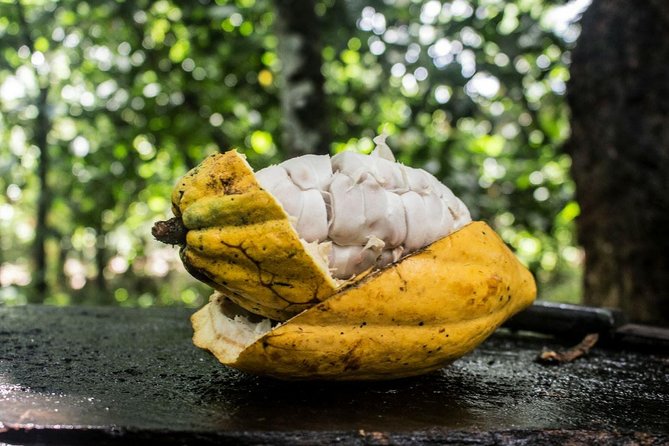 Conheça a Fazenda de Cacau: Uma Jornada no Mundo do Chocolate em Ilhéus