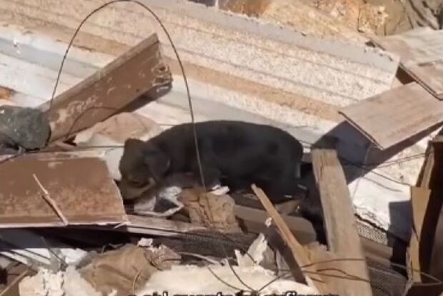 Veterinária resgata 5 cachorrinhos em meio a lixo: como pode ter gente assim? (vídeo)