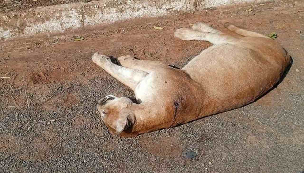 VÍDEO: Onça-parda morre atropelada na BR-262 próximo de Campo Grande