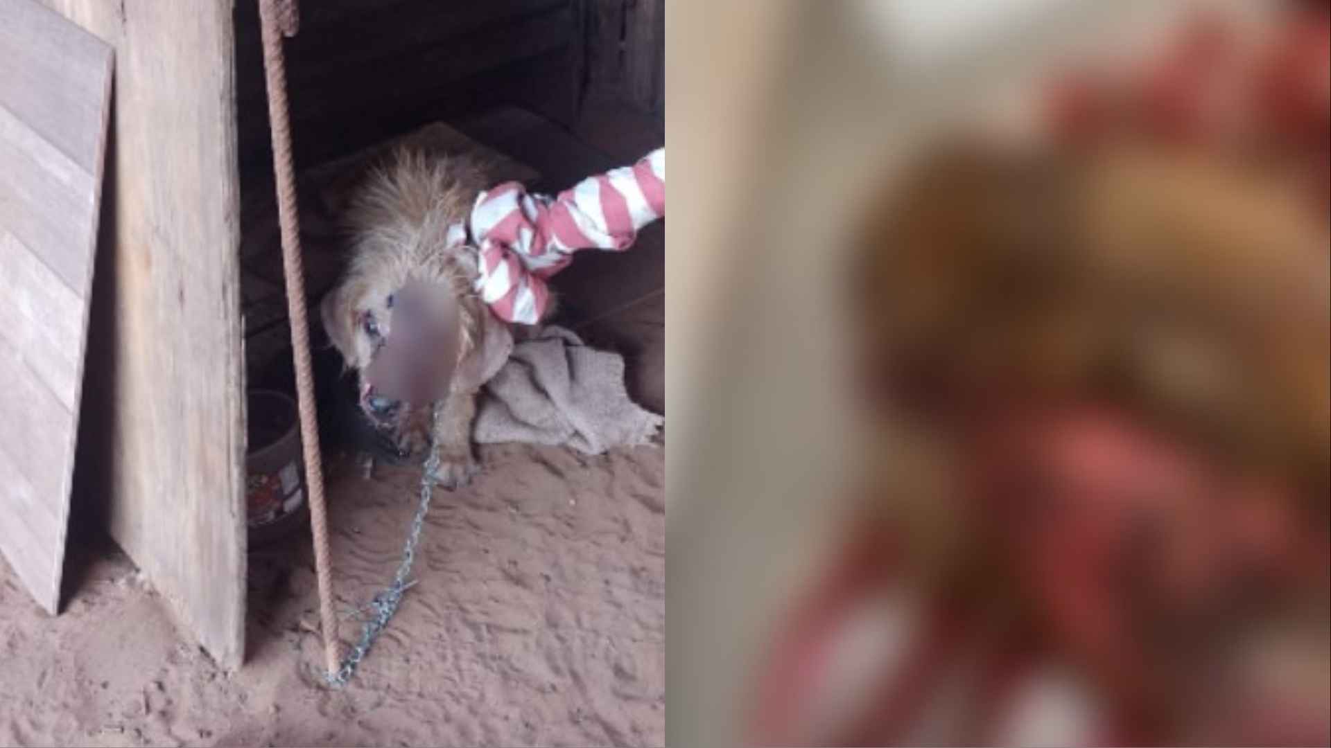 VÍDEO: Cão é resgatado 'em carne viva' e veterinária suspeita de lesões por água quente