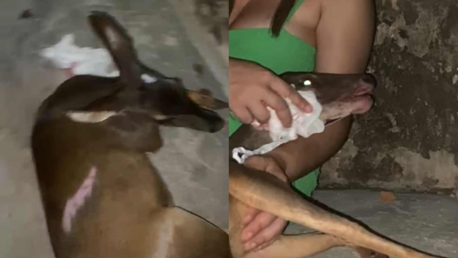 Veterinária resgata cervo após atropelamento em rodovia de Ribas do Rio Pardo