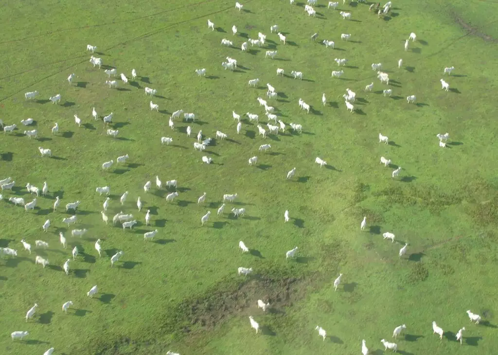 Meio Ambiente  Lei prevê embargo de fazenda que desmatar em MS