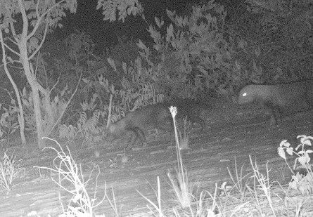 Suzano faz registro raro de grupo de cachorros-vinagre em área florestal de Mato Grosso do Sul