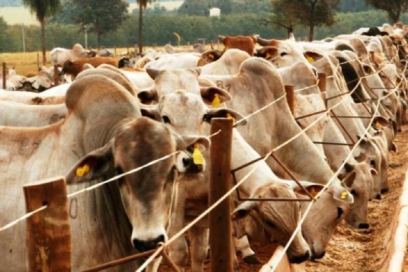 Cotação da arroba do boi gordo atingiu a marca histórica em novembro