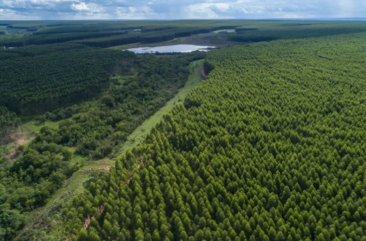 Prestes a se tornar novo polo da celulose em MS, Inocência recebe estudo para nortear crescimento