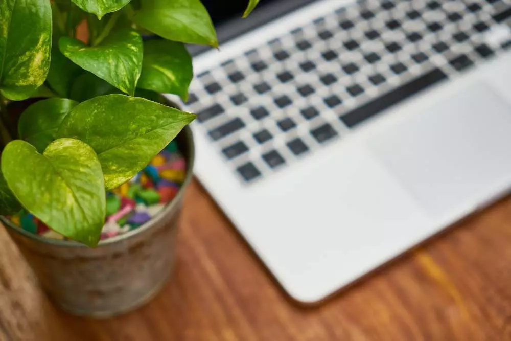 Plantas de escritório para melhorar o ambiente de trabalho