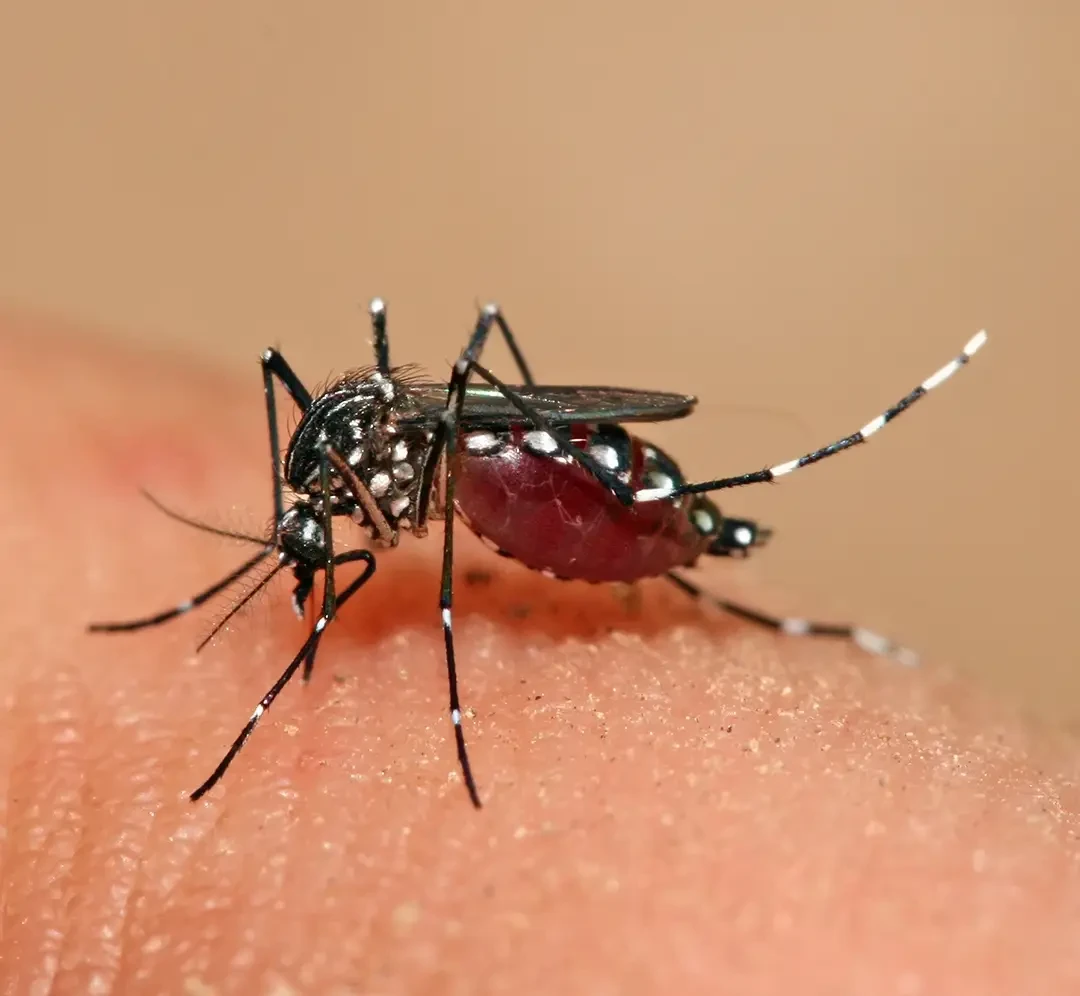 DENGUE