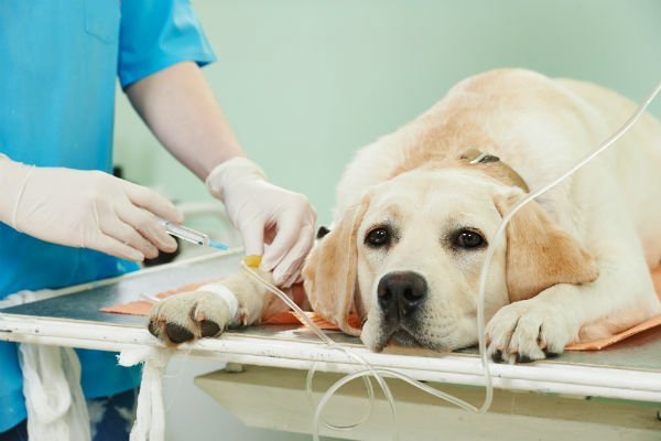 Santa Catarina lança maior programa de castração de animais da história