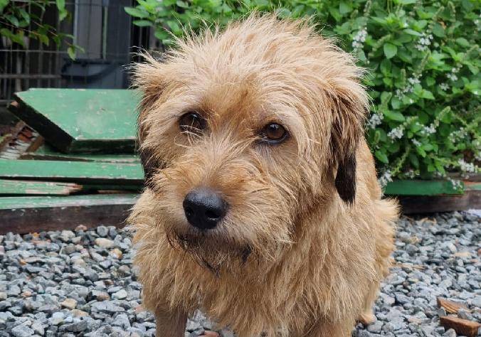 Fujama Realiza Feira de Adoção de Cães em Jaraguá do Sul neste Sábado