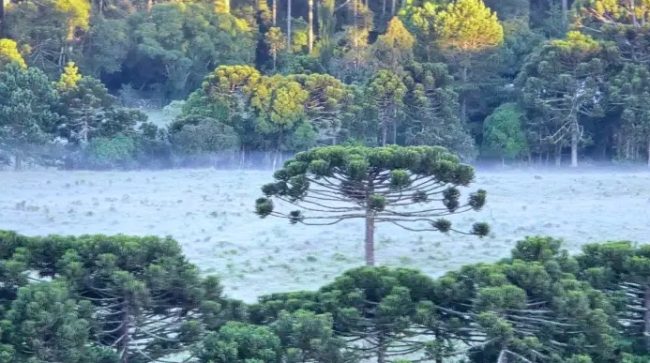 Serra Catarinense registra geada em pleno verão nesta sexta-feira (27)