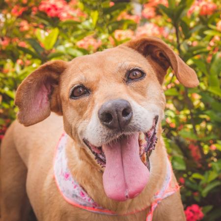 Fujama Realiza Primeira Feira de Adoção de Animais de 2025 em Jaraguá do Sul