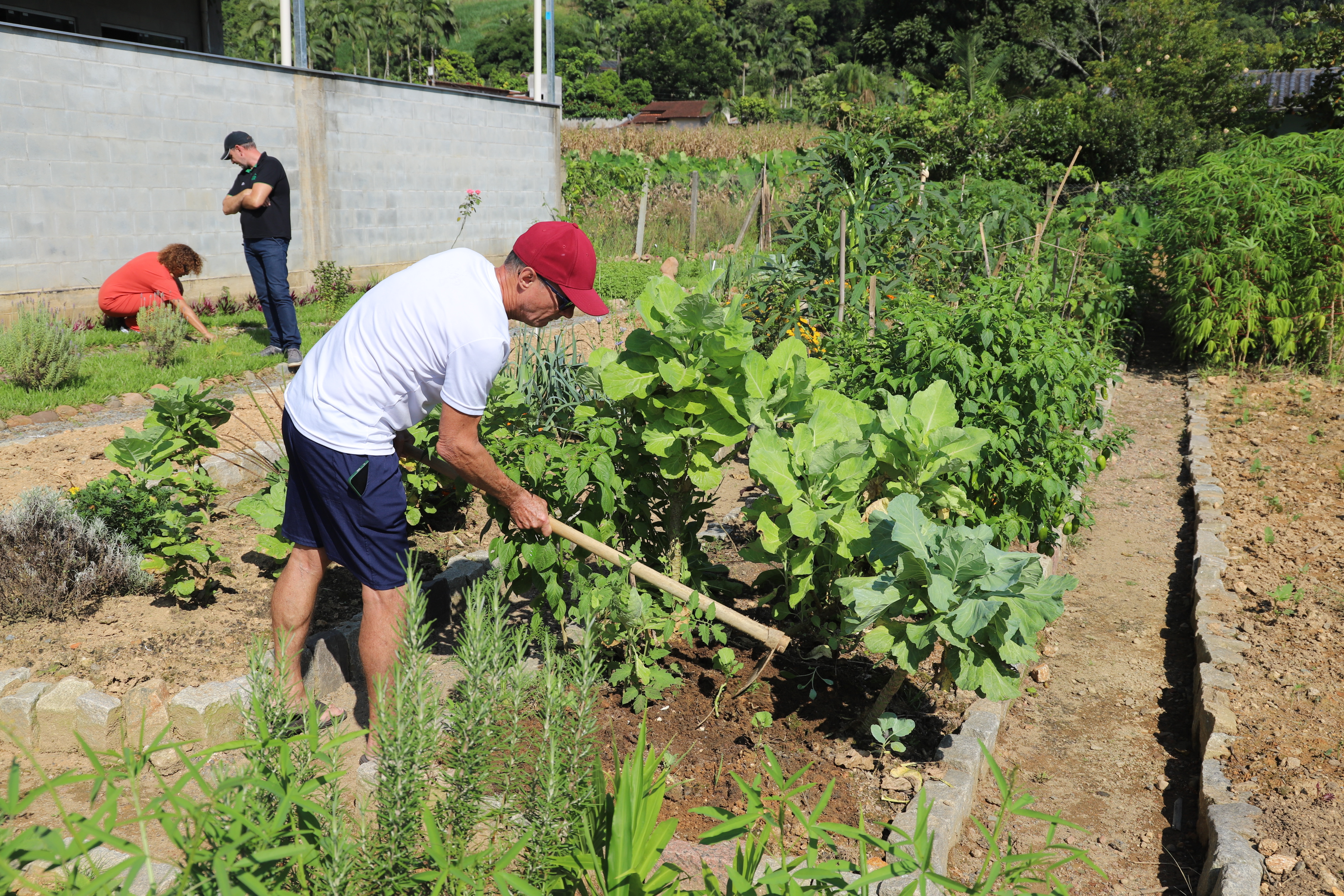 Germinar: Hortas Comunitárias Promovem Socialização e Alimentação Saudável em Jaraguá do Sul