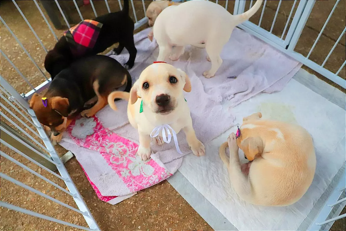 Ato de Amor - Feira de Adoção de cães e gatos acontece sábado (27) no Canil Municipal