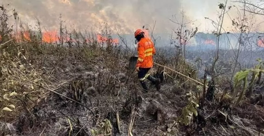 Queimadas no Brasil em 2024: Desafios e Respostas da Comunidade de Prevenção de Incêndios