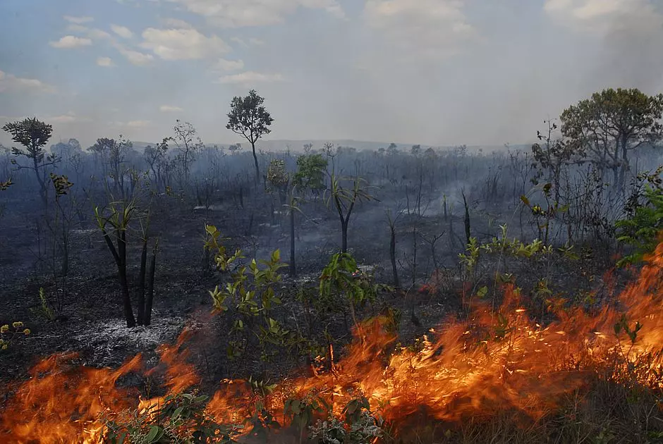 Incêndios no Brasil: Um Cenário Alarmante