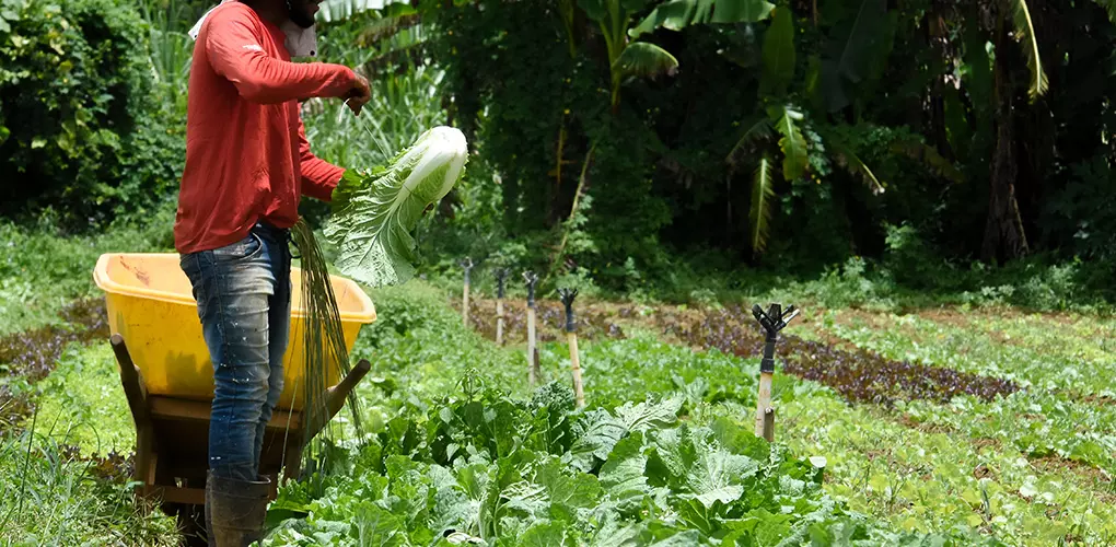 Compras públicas aumentam a renda de agricultores familiares em até 106%