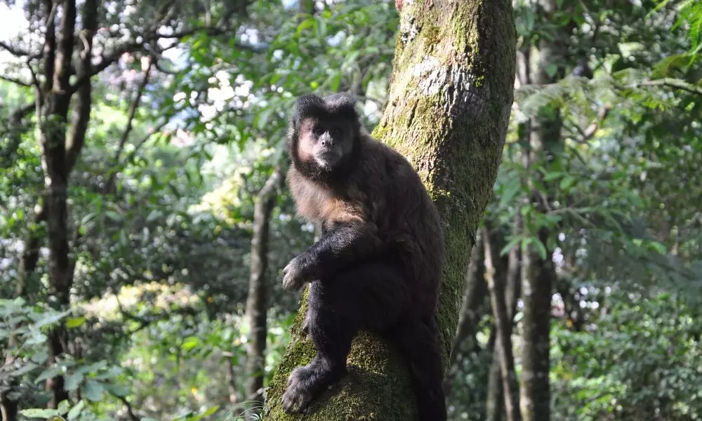 Susto: macaco 'ataca' turista no Parque Lage para pegar sua bolsa; vídeo