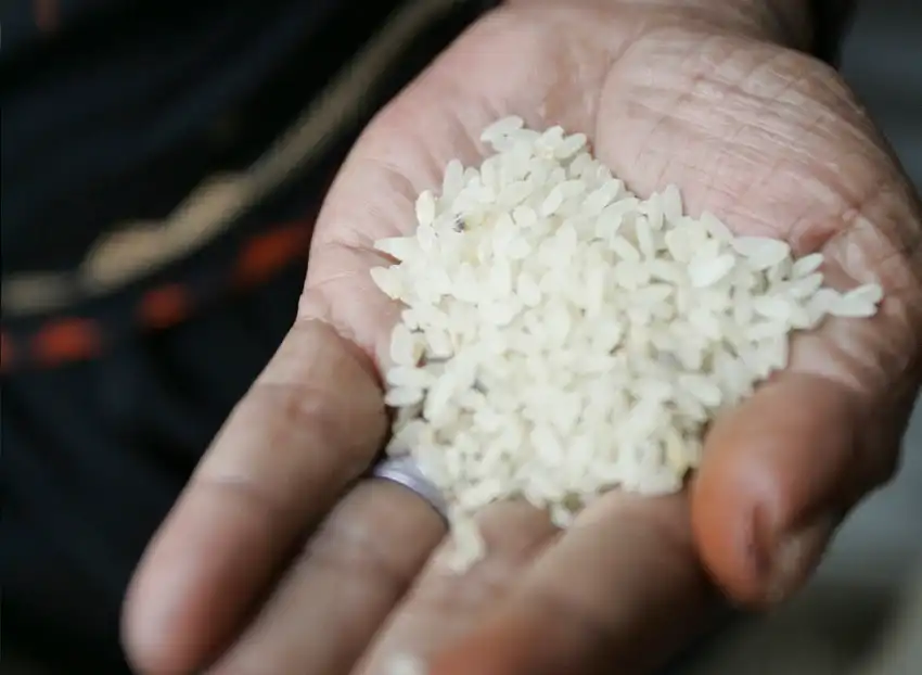 Polícia Federal instaura inquérito para investigar leilão de arroz importado