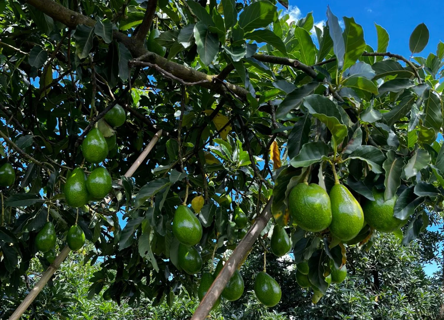 Estudo revela a fruta que pode reduzir o risco de diabetes tipo 2