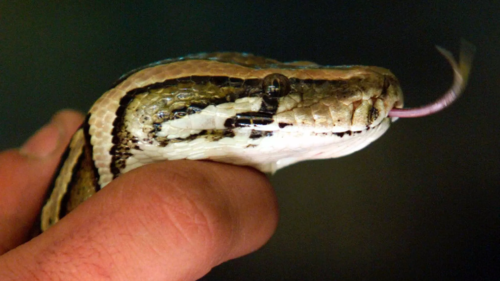 Milhares de pessoas ficam sem luz nos EUA por causa de uma cobra