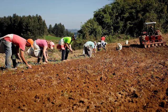 Adesão obrigatória da nota fiscal eletrônica do produtor rural é adiada para 03 fevereiro 2025