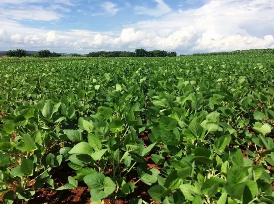 Cidades de MT lideram ranking de produção agrícola nacional; veja quais