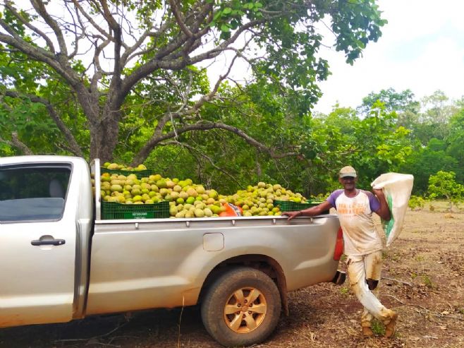 Maior produtor de pequi de MT, Ribeirão Cascalheira tem produção e comercialização acompanhadas pela Empaer