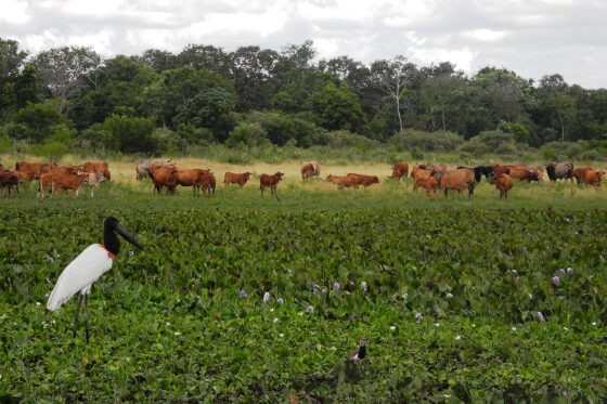 Desembargadora vota para suspender lei que libera gado no Pantanal