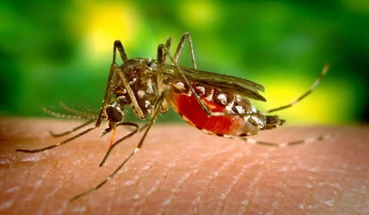 Mortes por dengue dobram em um mês em Mato Grosso