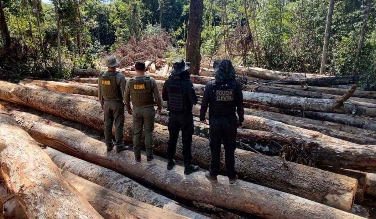 Sema e PJC apreendem 618 metros cúbicos de madeira extraída ilegalmente na região de floresta amazônica