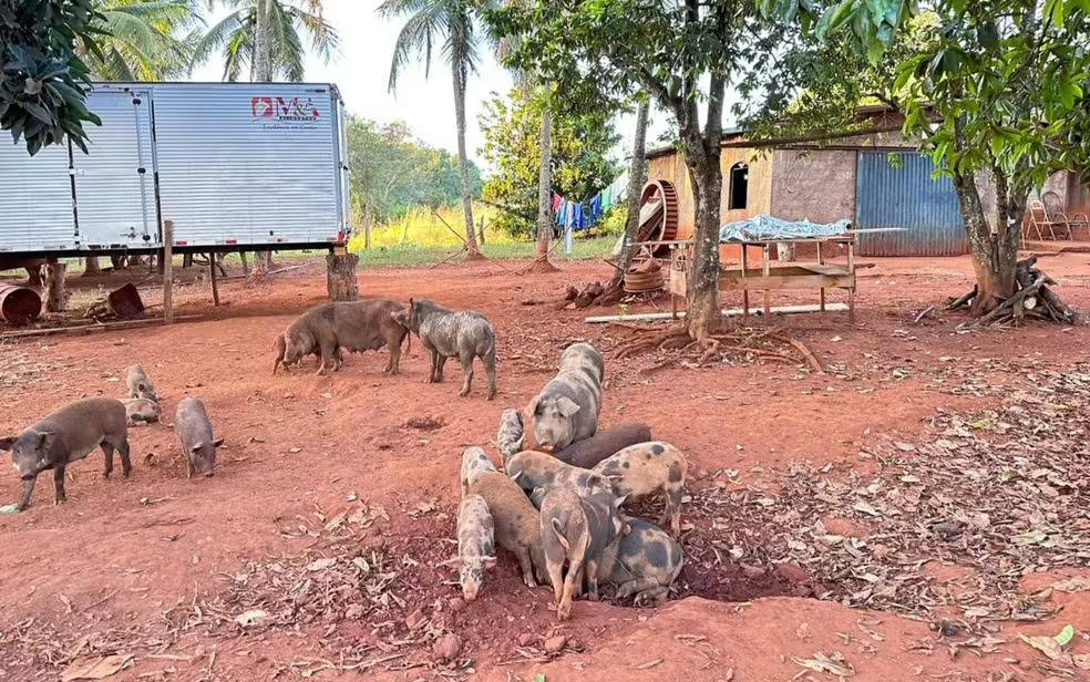 Caseiro é encontrado morto e com corpo devorado por porcos em fazenda