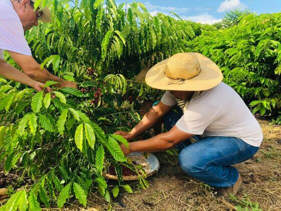 Produtores indígenas começam a comercializar café