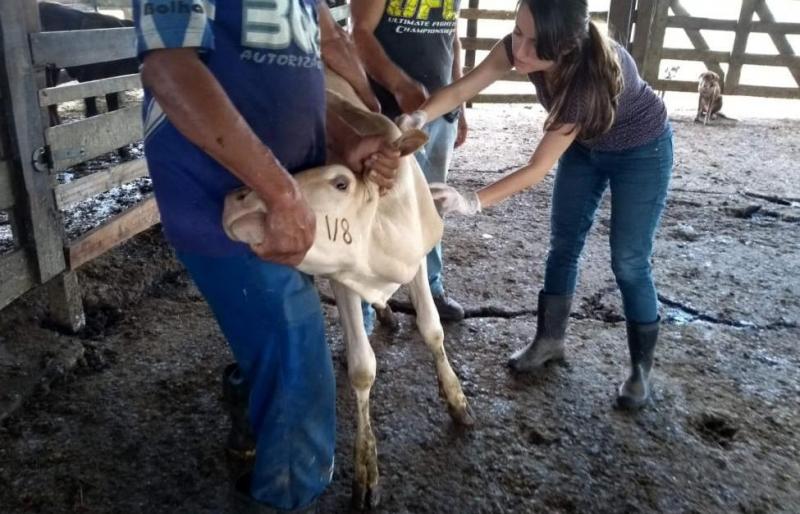 INDEA prorroga prazo de vacinação contra a brucelose no rebanho bovino do estado de Mato Grosso