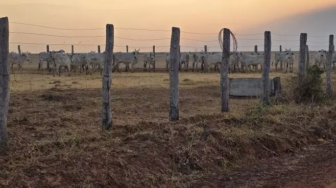 Indea e Gefron impedem entrada clandestina de gado vindo da Bolívia