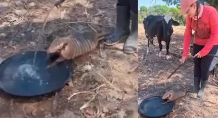 Veja vídeo - Tatu toma banho com ajuda de mangueira em Mato Grosso