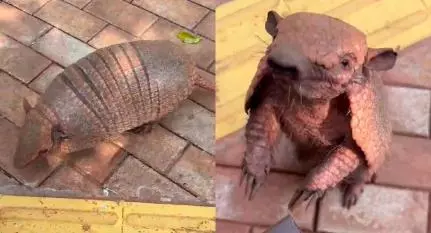 Tatu 'pede' comida em MT e vídeo viraliza; assista