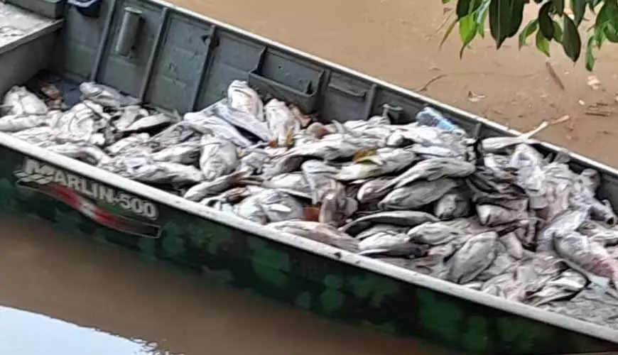 Mais de 800 peixes morrem após chuvas arrastarem lixo para lago de MT