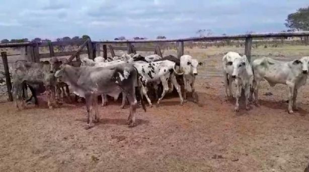 Polícias Civil e Militar prendem homem por furto de gado em Ribeirão Cascalheira e recuperam animais