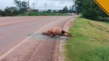 Cabeça de égua para no colo de passageiro em acidente