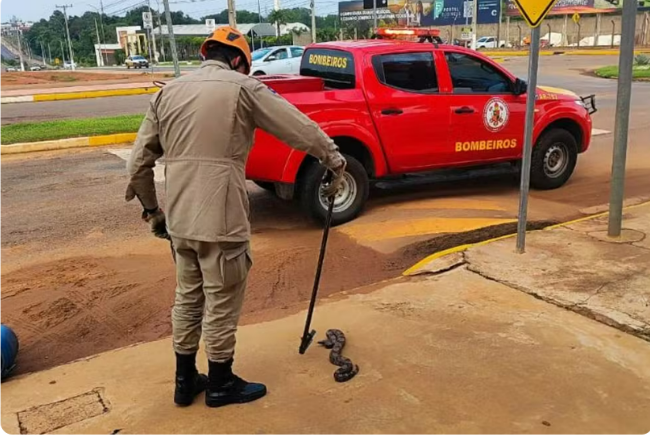 Cobras são capturadas após invadirem casa e carro em menos de 24 horas em MT