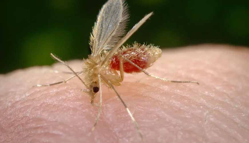 Dois bebês morrem com suspeita de leishmaniose visceral em Rondonópolis