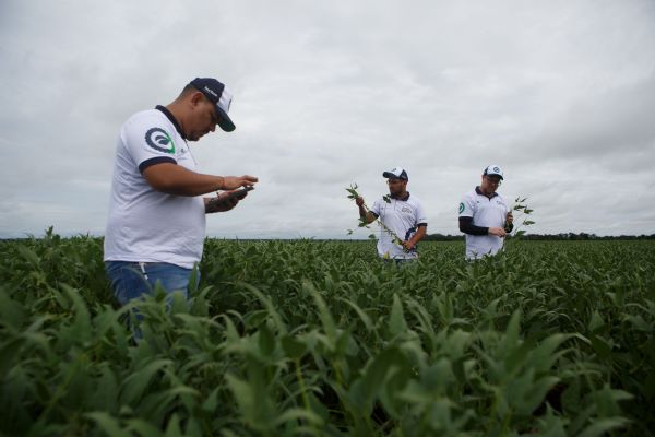 Com alto potencial de produção, Mato Grosso pode ampliar safra de soja em 7,9 milhões de toneladas nesta safra