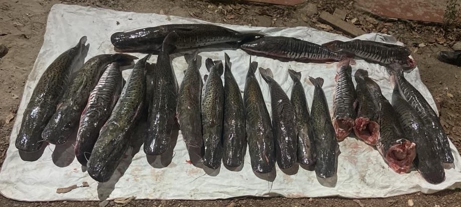 Batalhão Ambiental apreende 104 quilos de pescado irregular em Santo Antônio de Leverger