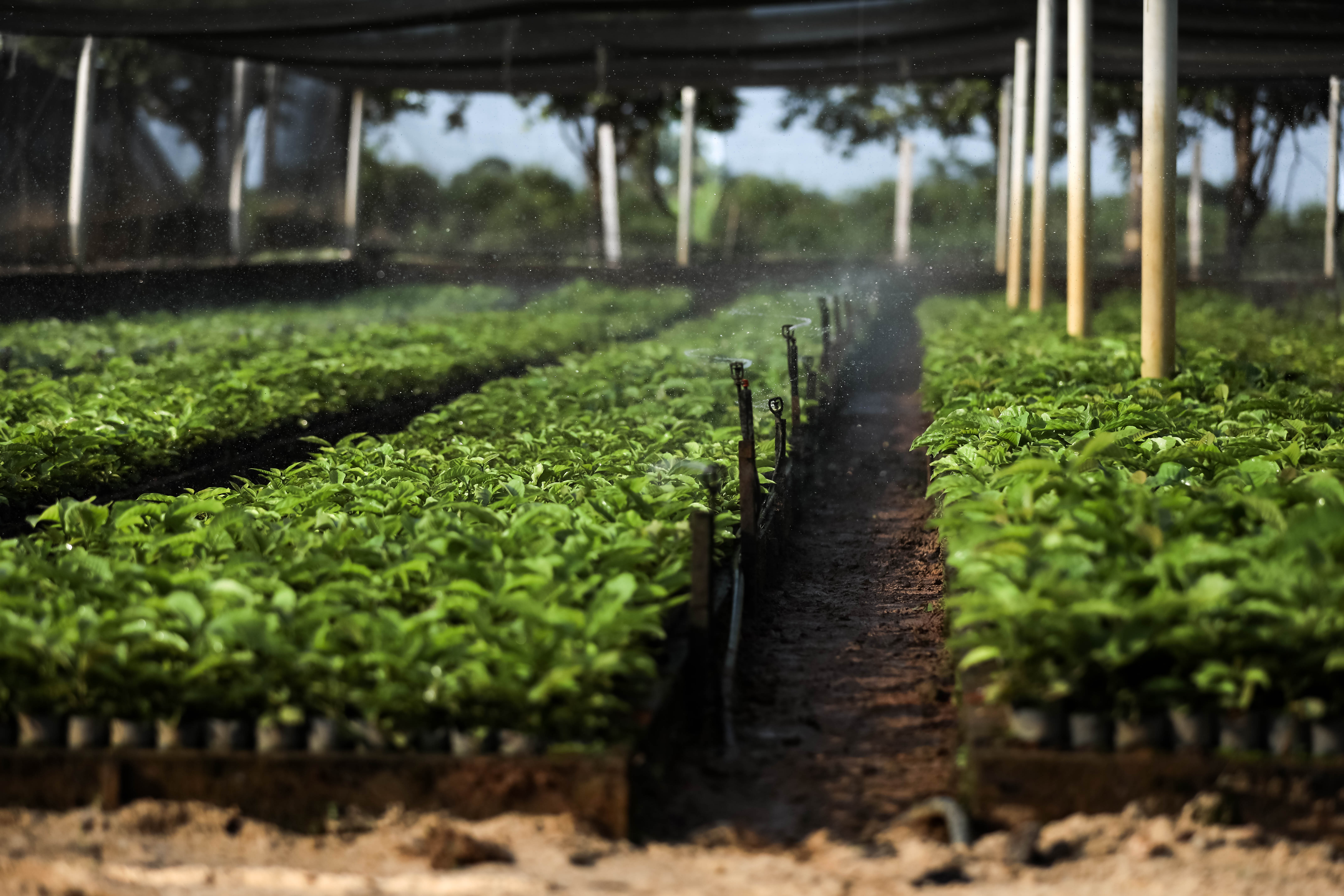 300 mil mudas de café produzidas em parceria entre Governo de MT e Prefeitura de Colniza são distribuídas a municípios